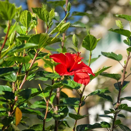 Apartament Frangis Dodeka