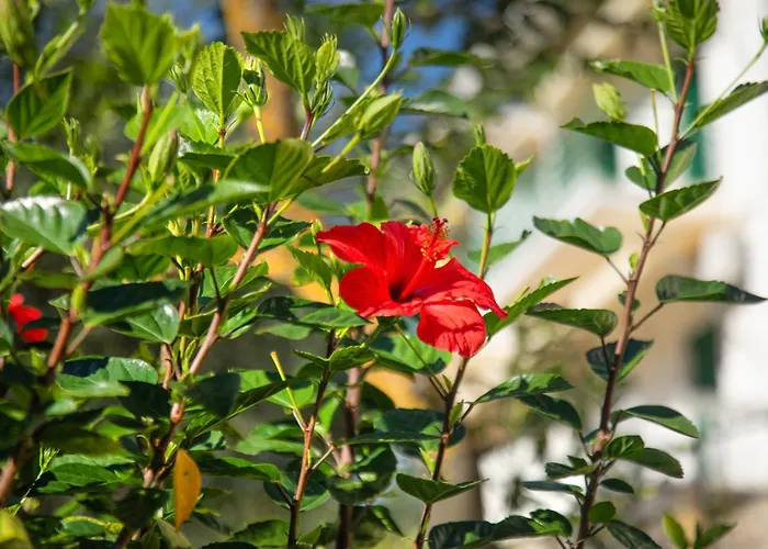 Apartament Frangis Dodeka